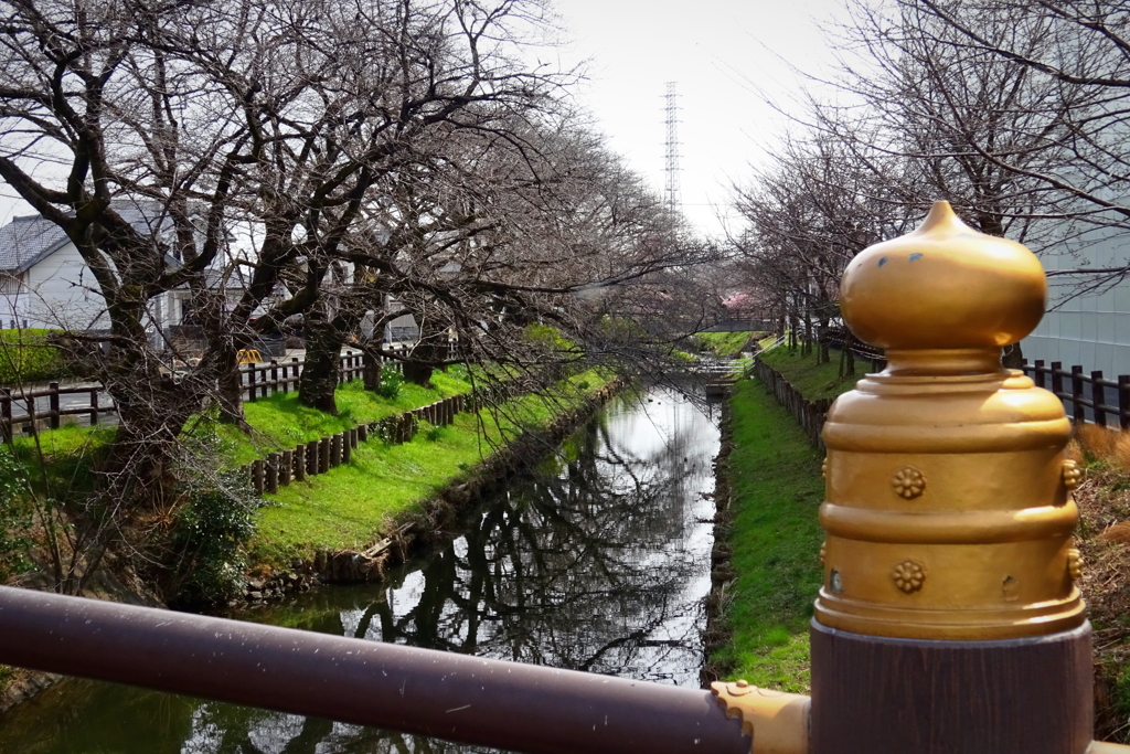 川越氷川神社裏の新河岸川にて2021年3月9日