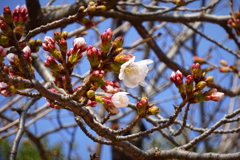 川越市郊外にて2021年3月19日