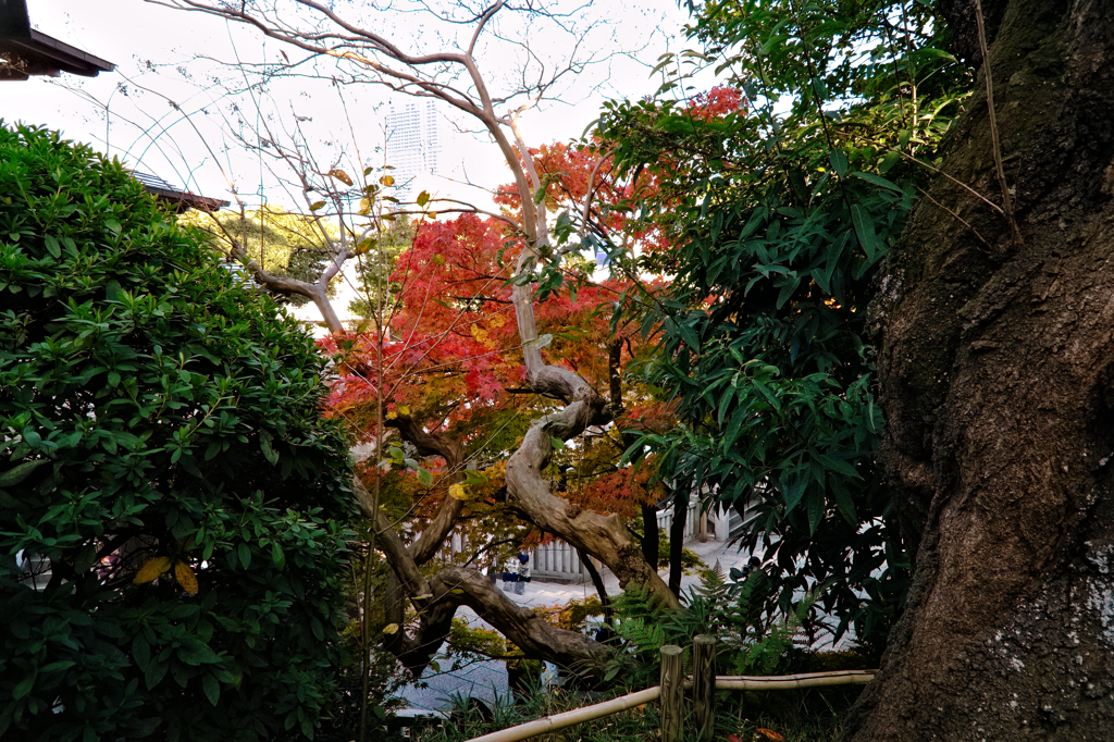 紅葉・伊勢山皇大神宮にて