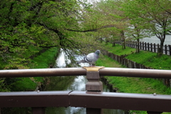 川越氷川神社裏の氷川橋にて　２０２１年４月９日