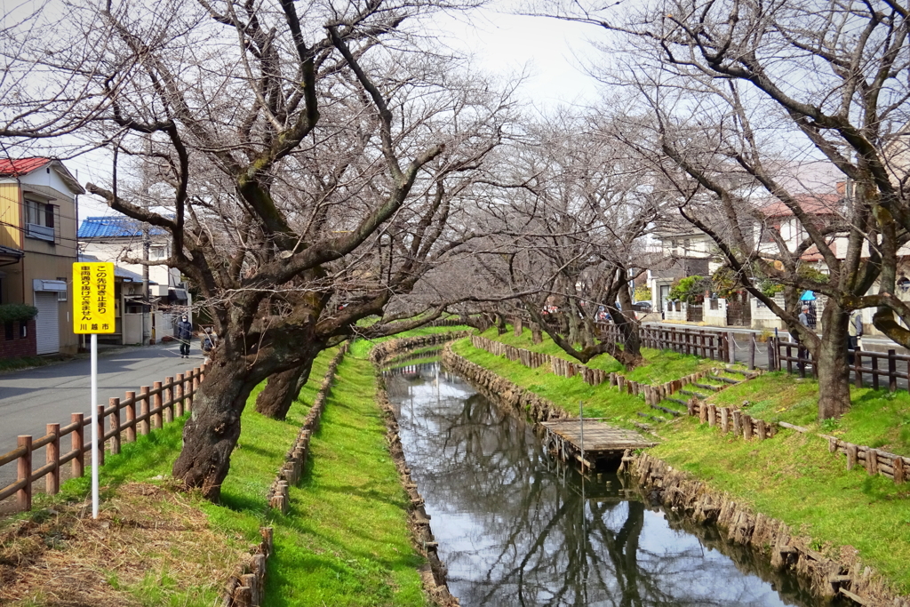 川越氷川神社裏の新河岸川にて2021年3月9日