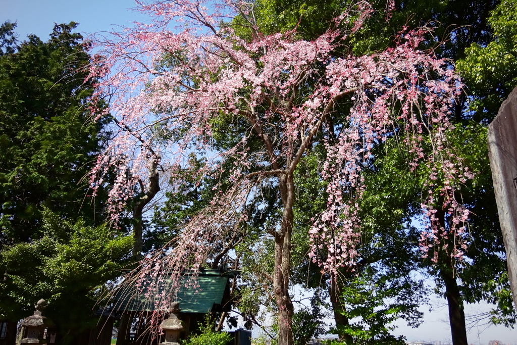 川越郊外、地元の神社にて2021年3月16日