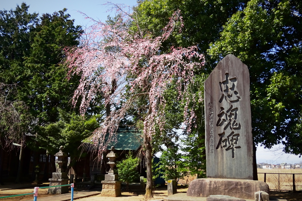 川越郊外、地元の神社にて2021年3月16日