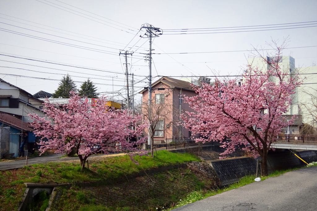 【お散歩スナップ】川越氷川神社付近の新河岸川にて2021年3月9日 
