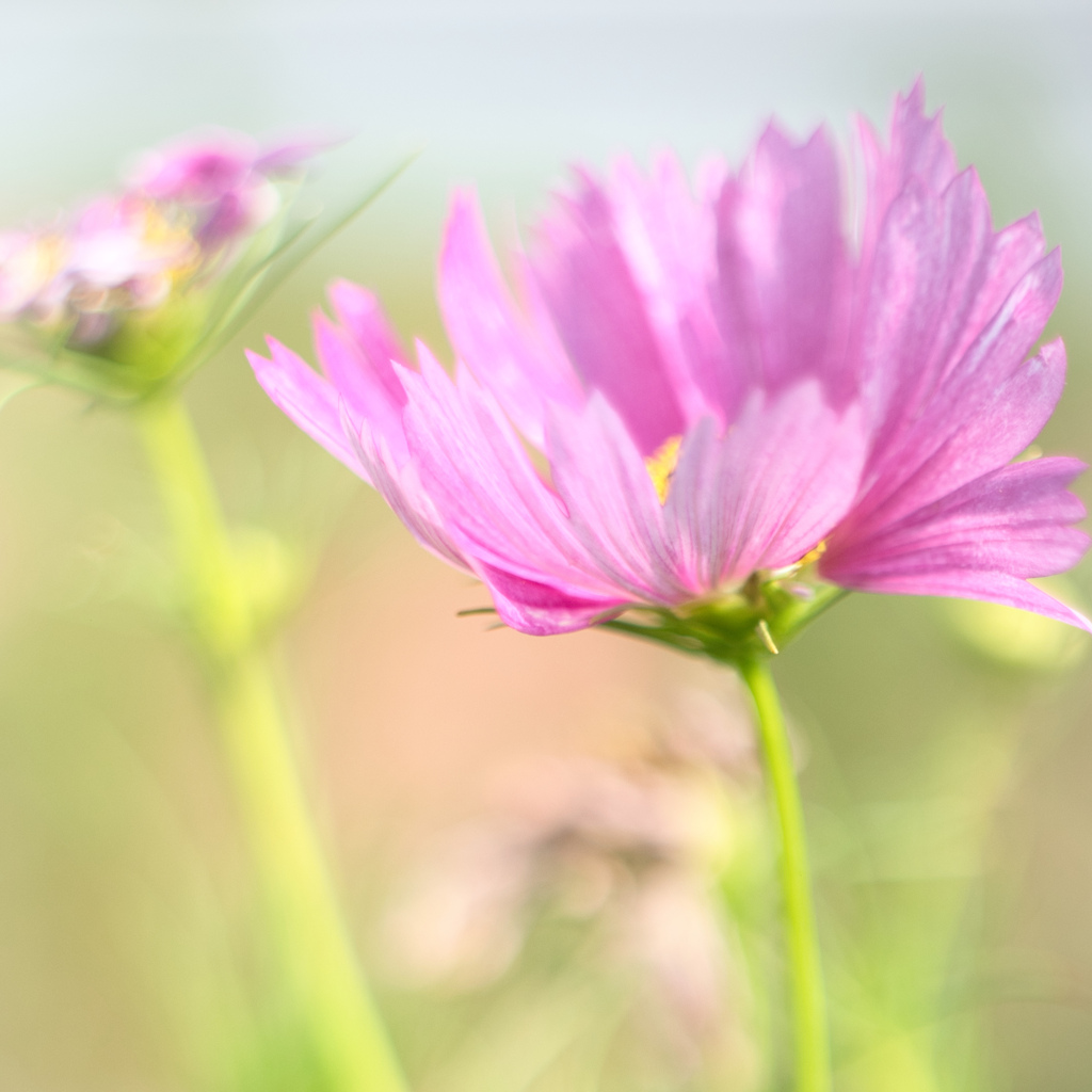 薄紅の秋桜