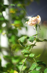 薔薇にダイアモンド