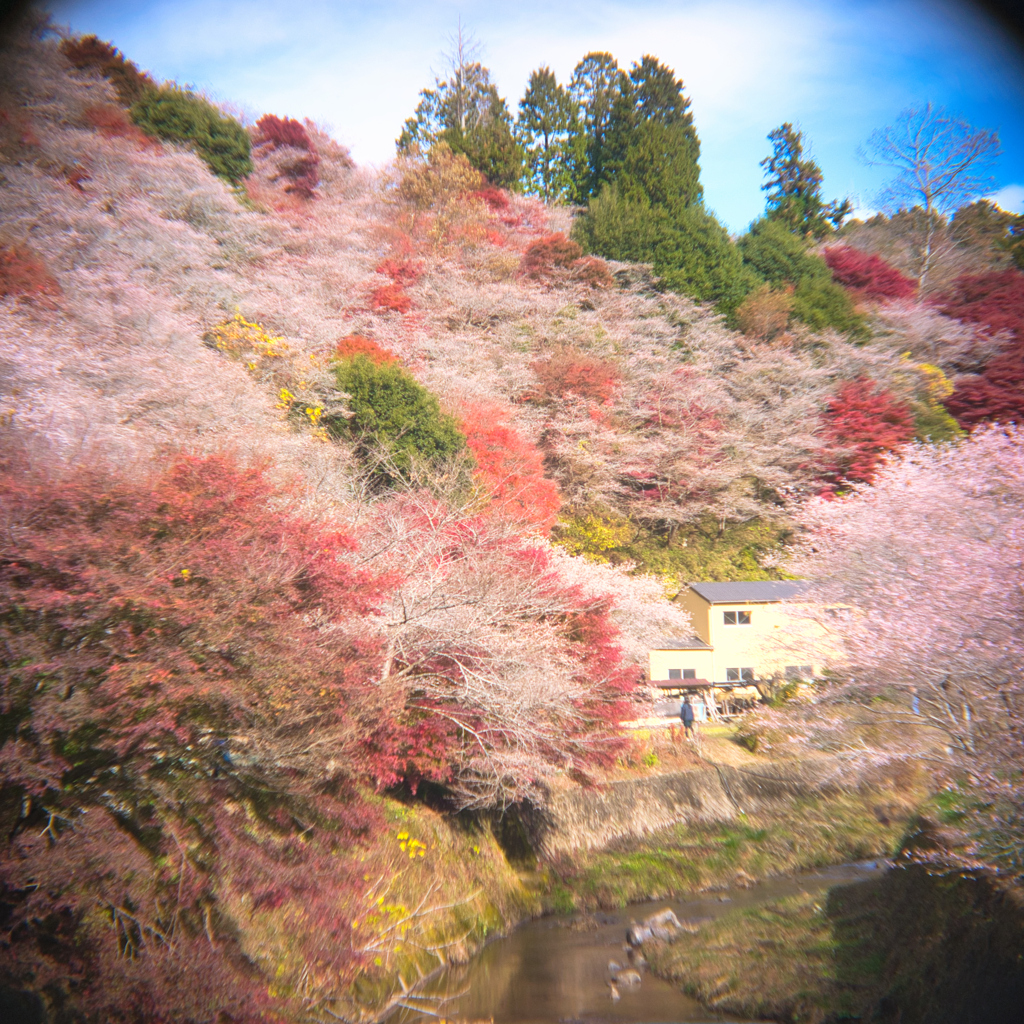 四季桜の里