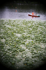 咲き始めた睡蓮の池で