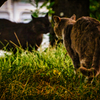 野良猫の掟