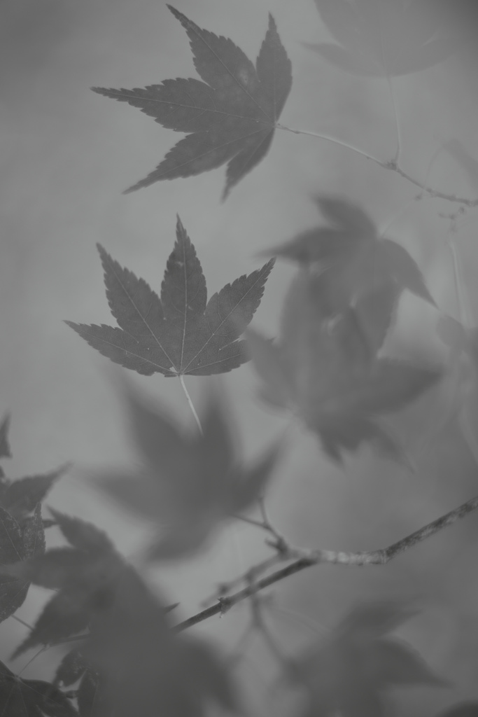 in early autumn