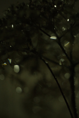 雨音が響く