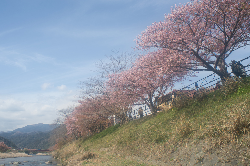 河津の桜