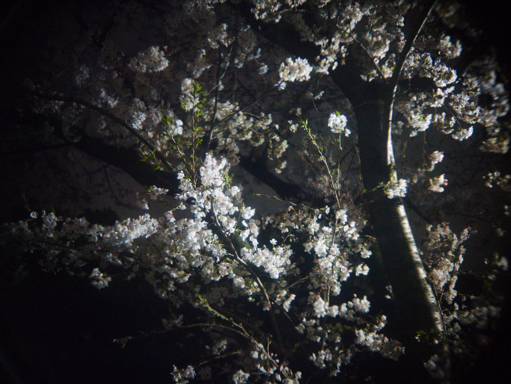桜雨