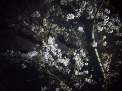 桜雨