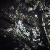 桜雨