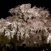 乱れ桜