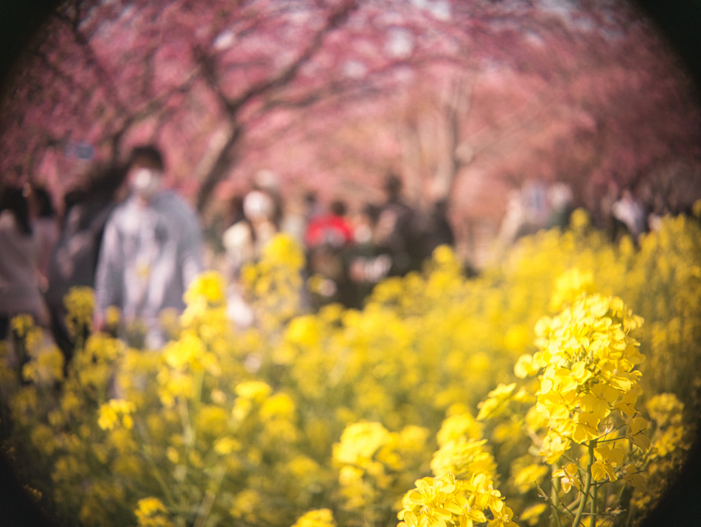 菜の花と桜