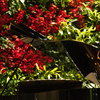 Franz Liszt