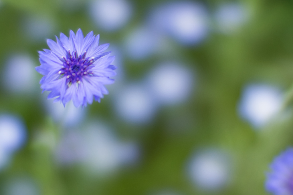 花、空から見たら by おま。 （ID：13520358） - 写真共有サイト:PHOTOHITO