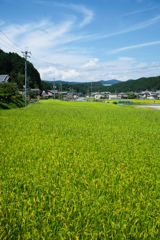 みのり