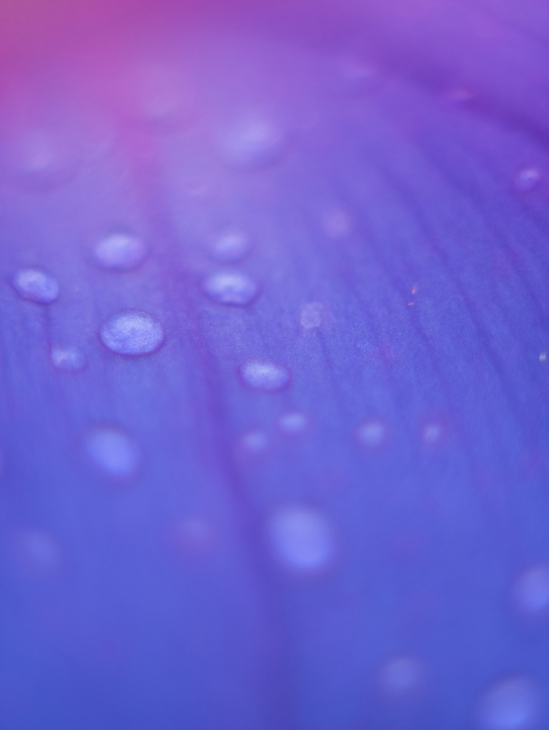 雨上がりの妖精たち