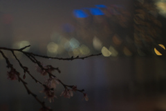 故郷の桜