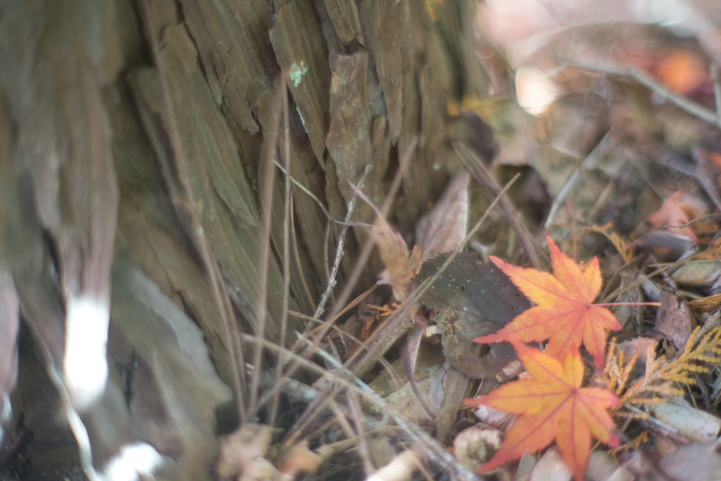 秋のわすれもの