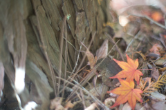 秋のわすれもの