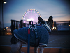 Grande Roue