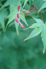花？ それとも？