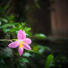 門前の花