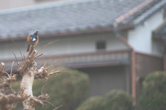ちょっと待って、リーゼント？