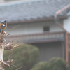 ちょっと待って、リーゼント？