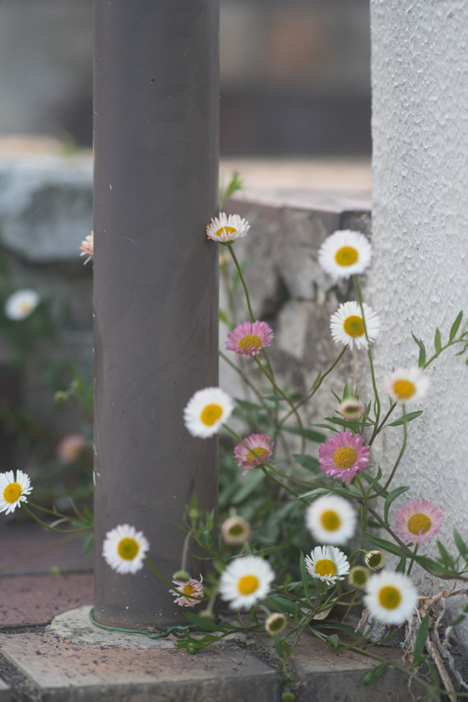 片隅に咲く花