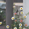 片隅に咲く花