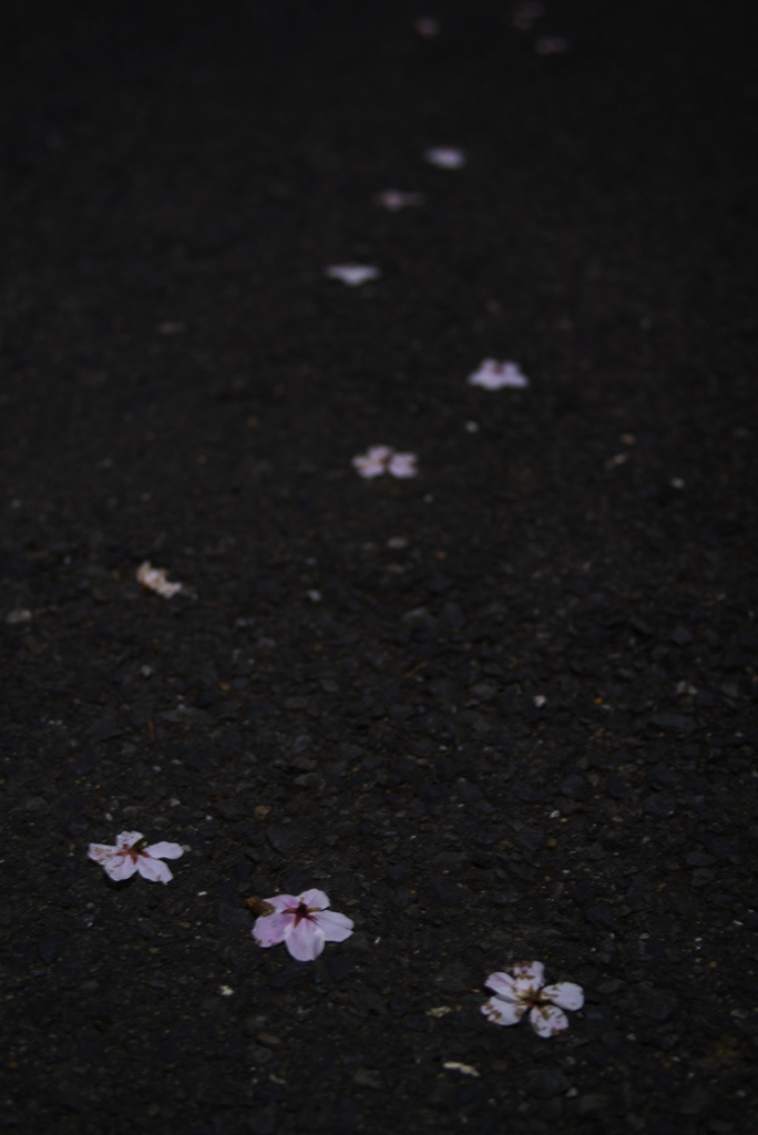 桜前線