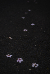 桜前線