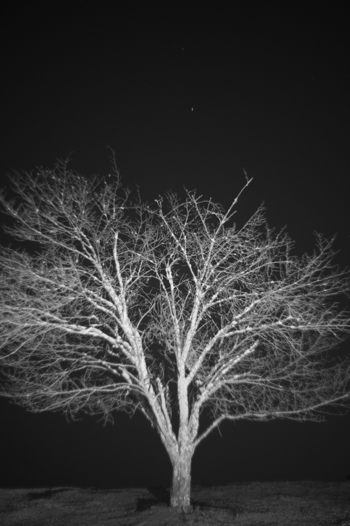 好き夜木