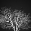 好き夜木