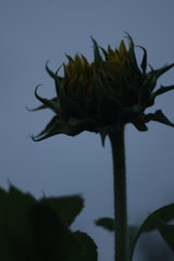 熱帯夜