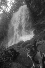犬と滝