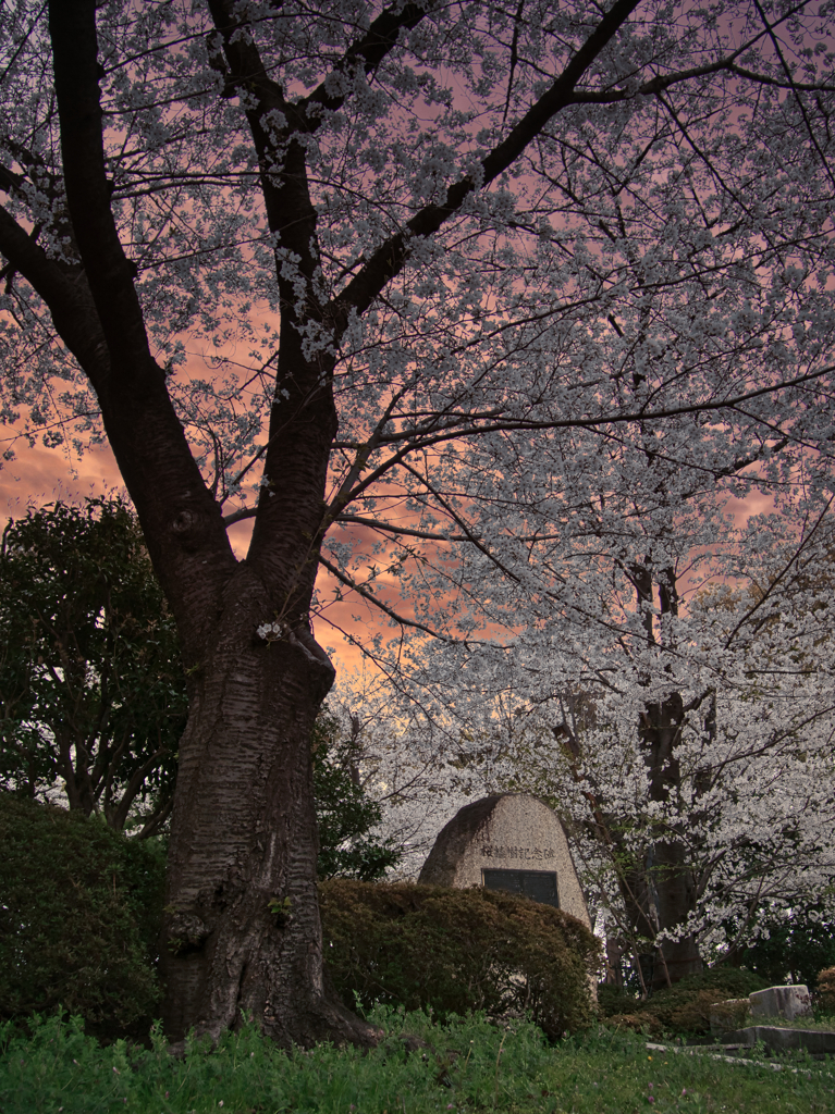 桜、燃ゆ