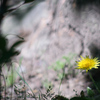 遅咲きのタンポポ