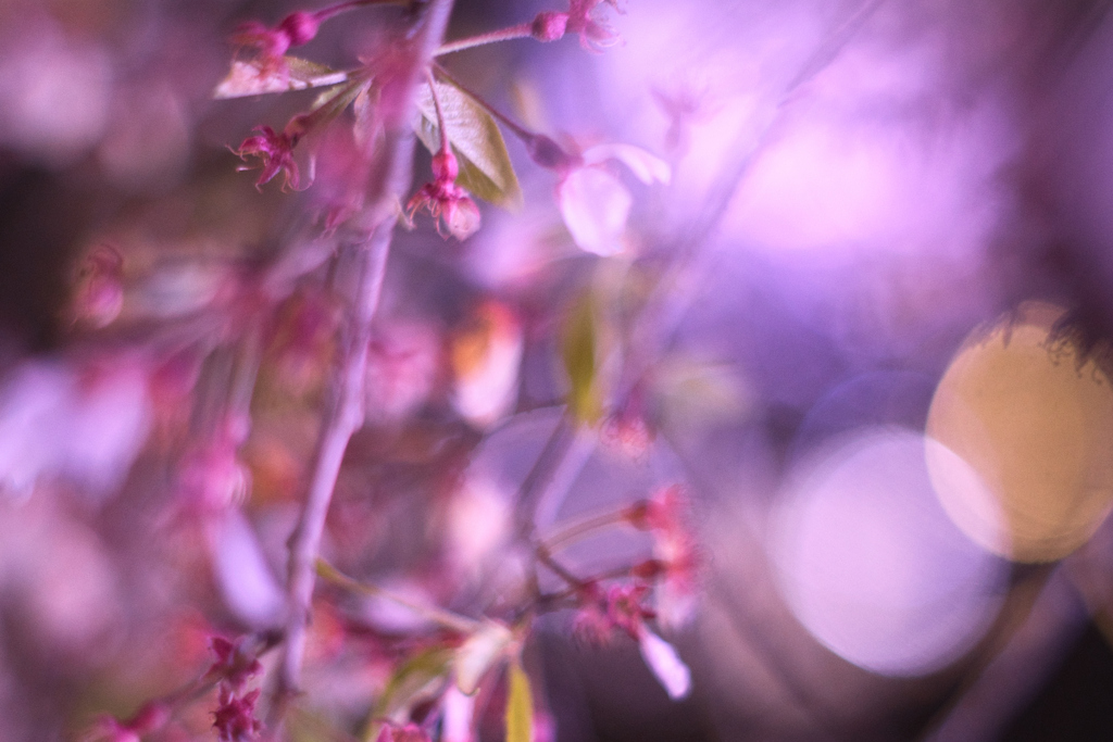 乱れ桜