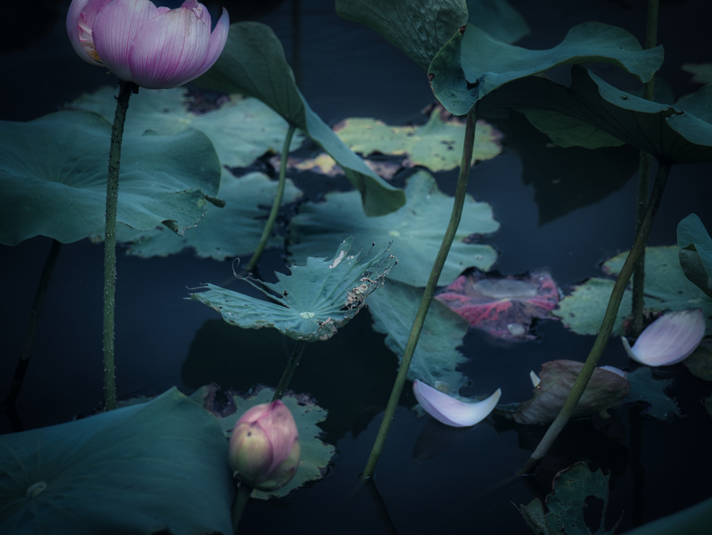 花のあしあと
