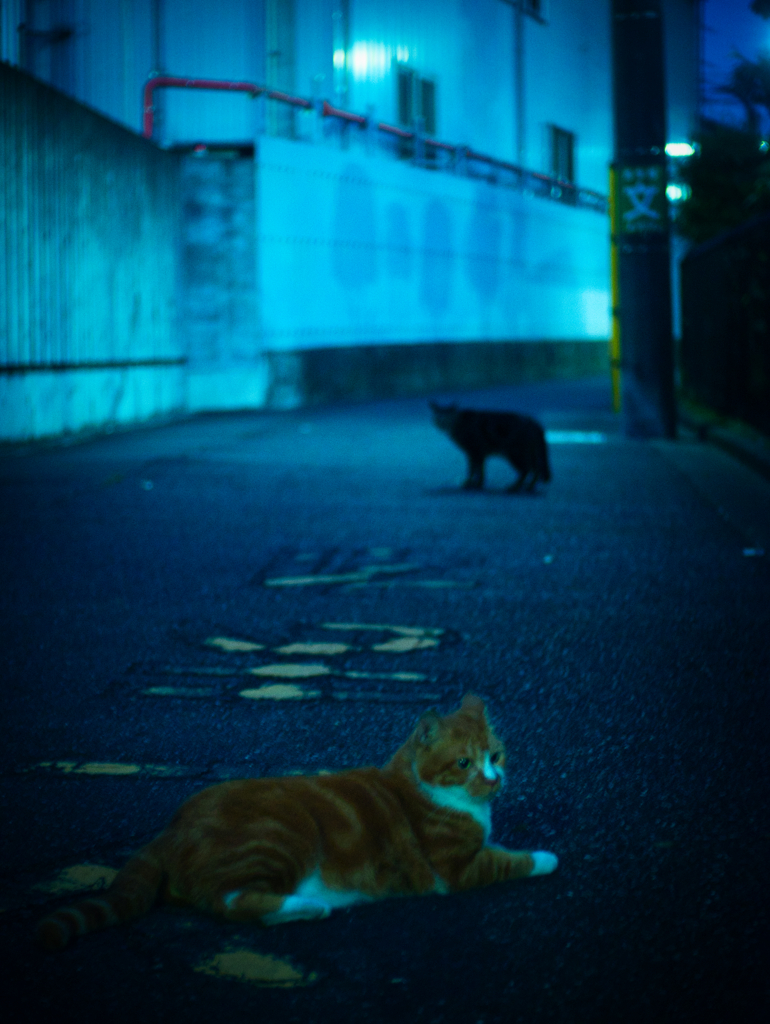 Stray Cats
