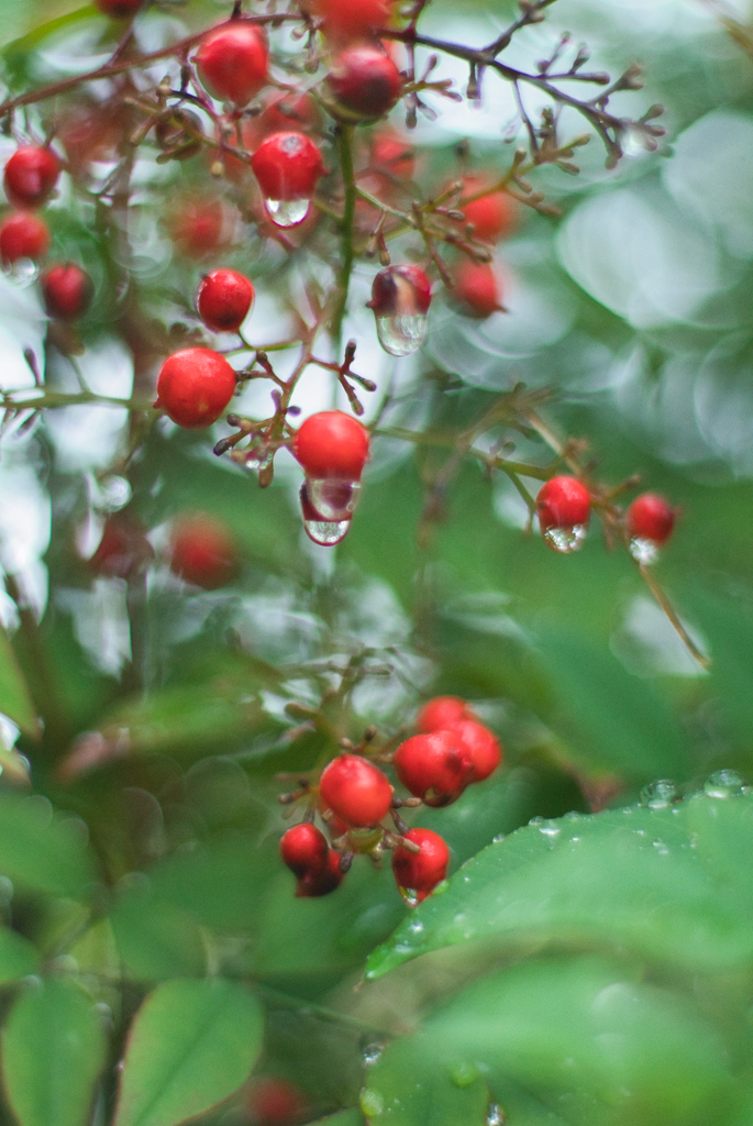 秋時雨