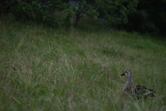 坂の上に何か見つけたカモ