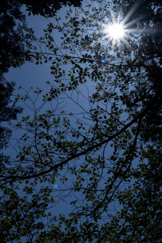 aIMG_9635_1