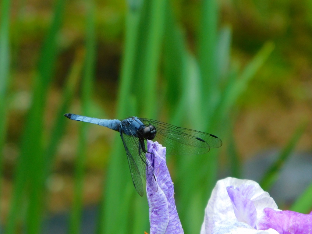 小田原フラワーガーデンにて